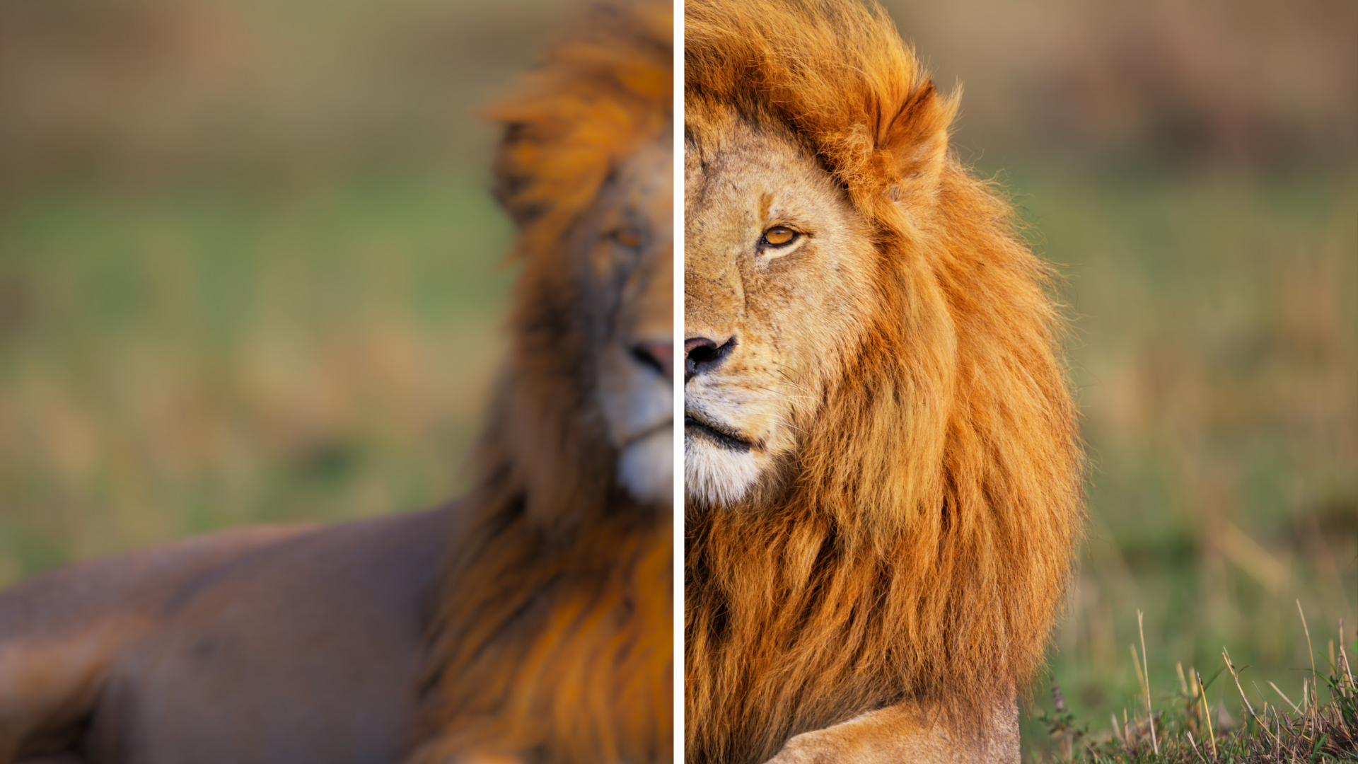 Watermark Removal or Video Enhancement